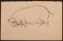 Arthur Lismer, 1885 - 1969
Untitled (pig)
graphite on paper
21.9 x 13.3 cm
Arthur Lismer Co…