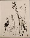 Arthur Lismer, 1885 - 1969
Untitled (giraffes and antelope)
ink on paper
20.3 x 25.5 cm
Art…