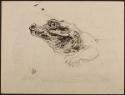 Arthur Lismer, 1885 - 1969
Untitled (alligator)
ink on paper
24.5 x 32 cm
Arthur Lismer Col…