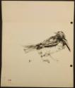 Arthur Lismer, 1885 - 1969
Untitled (bird)
pen and ink on paper
29.7 x 30.6 cm
Arthur Lisme…
