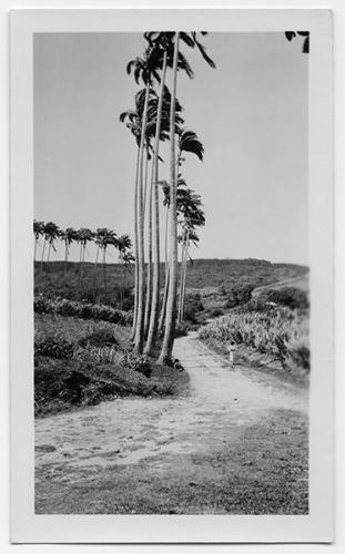 J.E.H. and wife Joan MacDonald, photographers
West Indies, Spring 1932 - Castries, St. Lucia
…