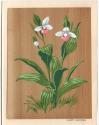 A.J. Casson (1898 - 1992)
Lady Slipper
screen print on veneer, mounted on printed card; print…