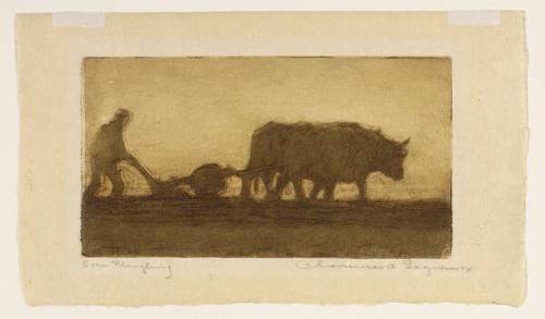 Oxen Ploughing
