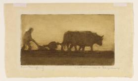 Oxen Ploughing