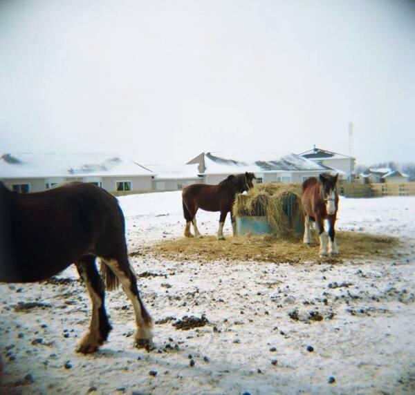 Annie (study from the Niagara series)