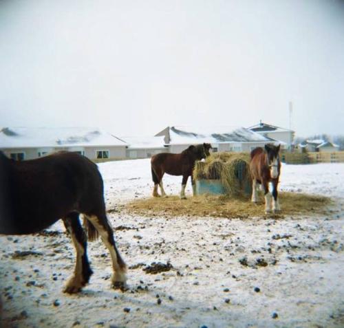 Annie (study from the Niagara series)