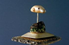 Head of a Polar Bear