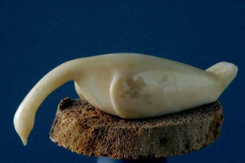 Swan with Head Lowered