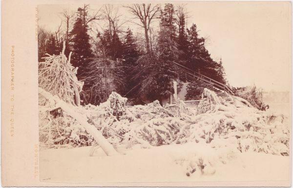 Niagara in Winter, on Luna Island, Group of Shrubbery covered with Frozen Spray