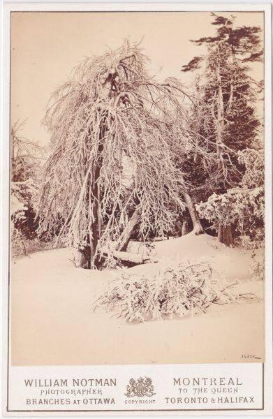 Niagara in Winter on Luna Island
