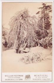 Niagara in Winter on Luna Island