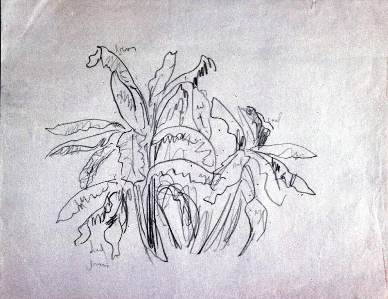 Untitled (plants - Tobago?)
