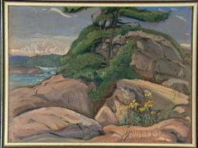 Untitled (pine and rock)