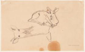 Deer
