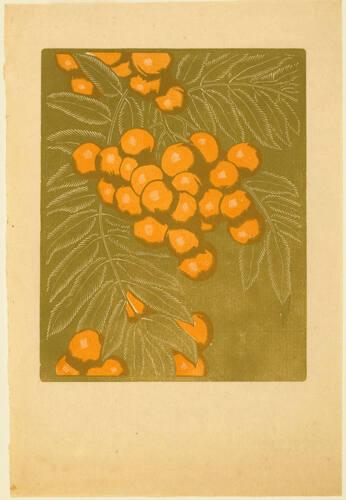 Mountain Ash (Rowanberry) State I