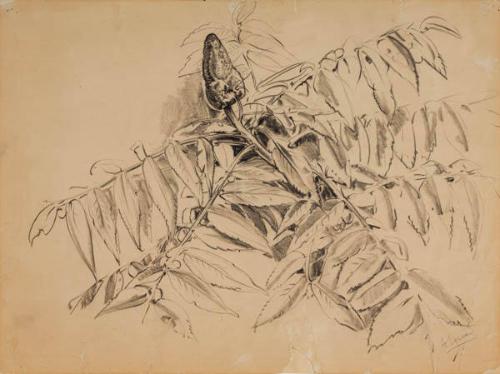 Photo Credit: Toni Hafkenscheid