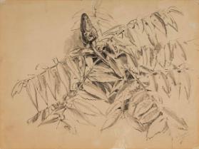 Photo Credit: Toni Hafkenscheid