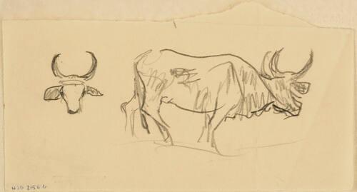Untitled (bull)