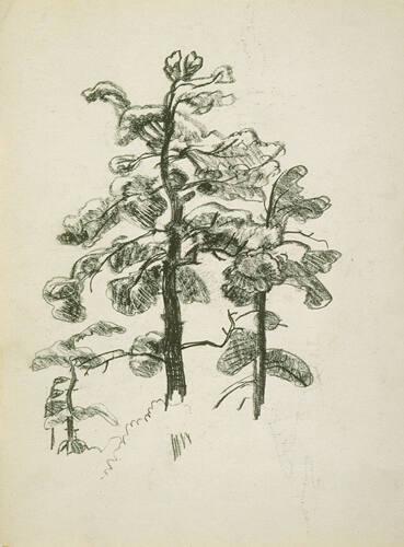 White Pine (R); Untitled (tree stumps and plants)  (V)