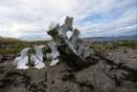 Beluga whale vertebrae. 
Lona Bay, Southwest Baffin Island, Nunavut, 1990

The Norman Hallen…
