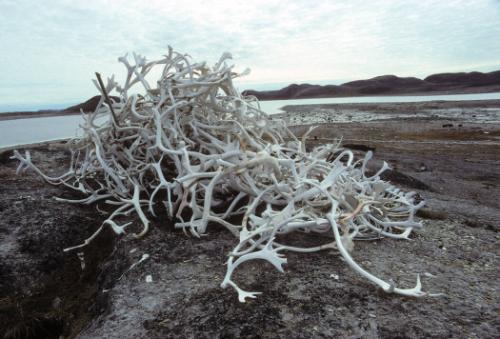 Pile of animal bones at the outpost camp of Kiawak. 
Lona Bay, Southwest Baffin Island, Nunavu…