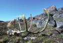 Caribou remains found between Kiattuuq and Itilliarjuk.
Southwest Baffin Island, Nunavut, 1995…