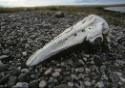 Beluga whale remains. 
Arvia’juaq, Keewatin, Nunavut, 1990

The Norman Hallendy Collection
…