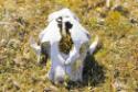 Old walrus skull.
Cape Dorset, Southwest Baffin Island, Nunavut, 1985

The Norman Hallendy C…